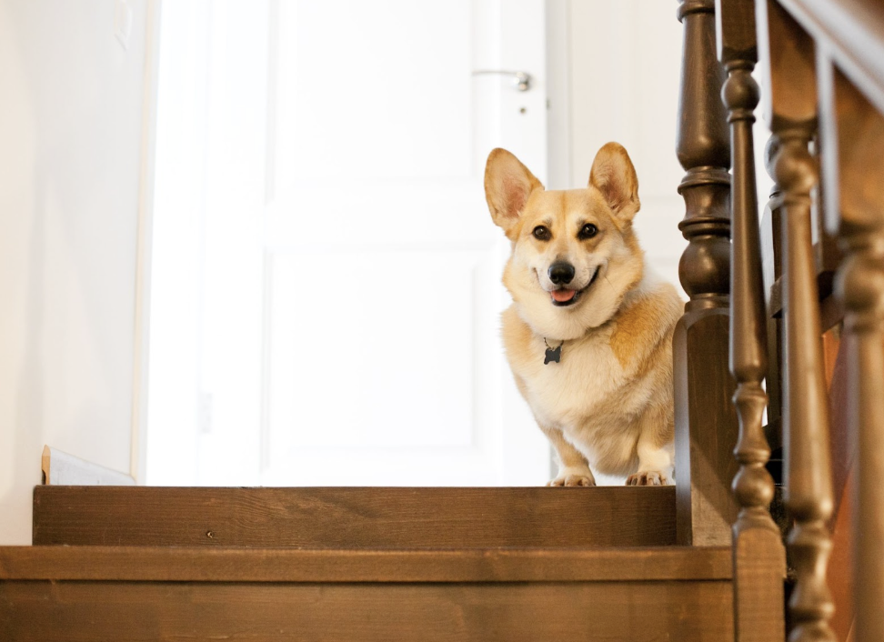 5 Ways to Design a Pet-Friendly Home That’s Comfortable for Everyone